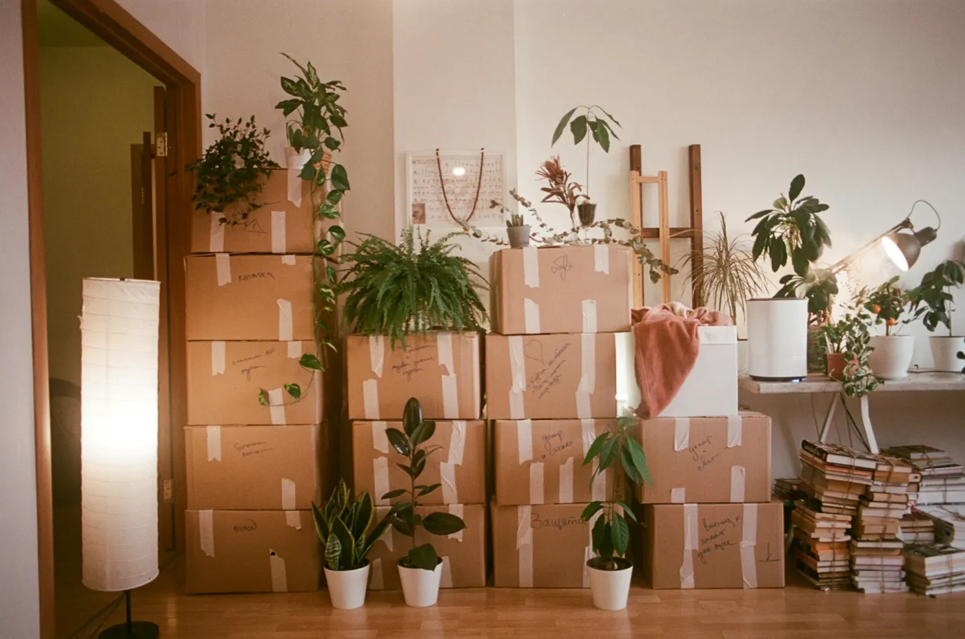 Boîtes et plantes prêtes pour un déménagement dans un salon.
